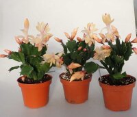 Schlumbergera-Hybr. Thor Sophia