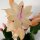 Schlumbergera-Hybr. Thor Sophia