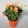 Schlumbergera-Hybr. Thor Sophia