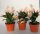 Schlumbergera-Hybr. Thor Sophia