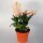 Schlumbergera-Hybr. Thor Sophia
