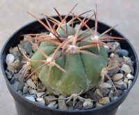 Echinocactus horizonthalonius San Luis de la Paz,...