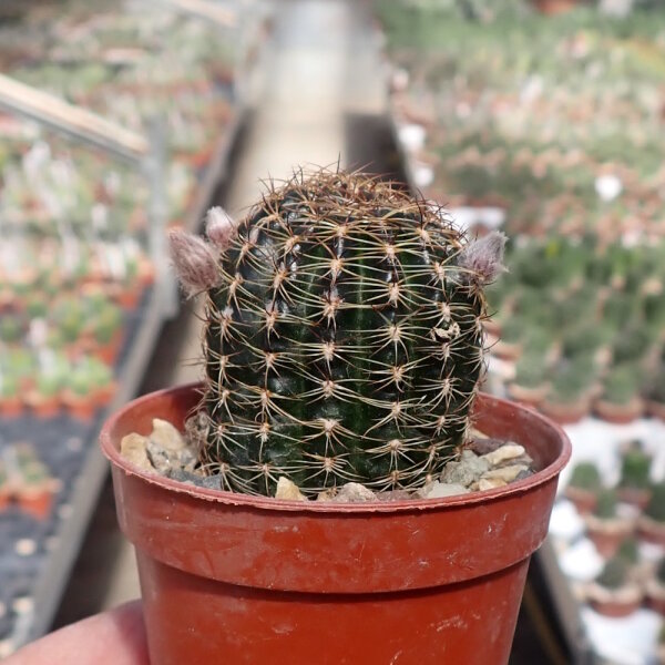 Lobivia arachnacantha cv. roseiflora
