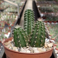 Echinocereus salm-dyckianus-Hybr.