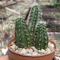 Echinocereus salm-dyckianus-Hybr.