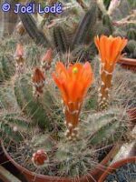 Echinocereus salm-dyckianus-Hybr.