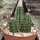 Echinocereus salm-dyckianus-Hybr.