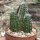 Echinocereus salm-dyckianus-Hybr.