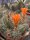 Echinocereus salm-dyckianus-Hybr.