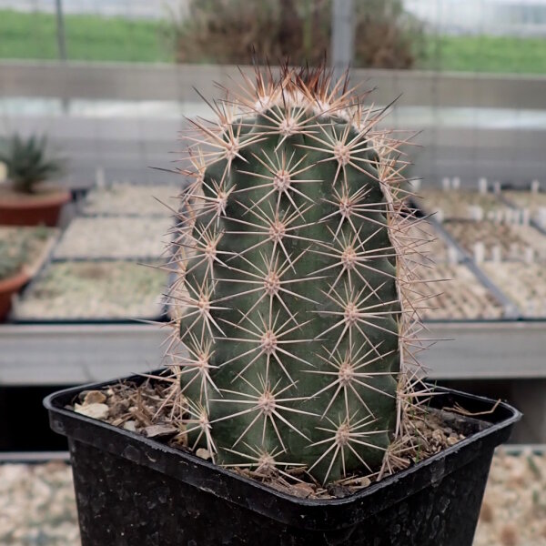Echinocereus-Hybr. triglochidiatus X reichenbachii (dw)