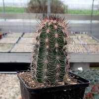 Echinocereus-Hybr. triglochidiatus X reichenbachii (dw)