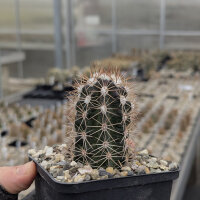 Echinocereus-Hybr. triglochidiatus X reichenbachii (dw)