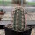 Echinocereus-Hybr. triglochidiatus X reichenbachii (dw)