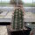 Echinocereus-Hybr. triglochidiatus X reichenbachii (dw)