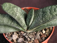 Gasteria batesiana Barberton Barberton Gebiet,...