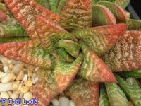 Gasteria batesiana Barberton Barberton Gebiet,...