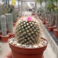 Mammillaria gracilis-Hybr. Philippe