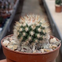Mammillaria gracilis-Hybr. Philippe
