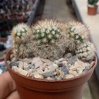 Mammillaria gracilis-Hybr. Philippe
