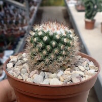 Mammillaria gracilis-Hybr. Philippe