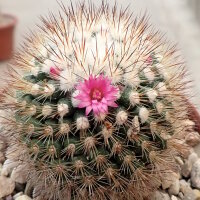 Mammillaria gracilis-Hybr. Philippe