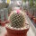 Mammillaria gracilis-Hybr. Philippe
