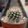 Mammillaria gracilis-Hybr. Philippe