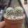Mammillaria gracilis-Hybr. Philippe