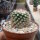 Mammillaria gracilis-Hybr. Philippe