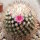 Mammillaria gracilis-Hybr. Philippe