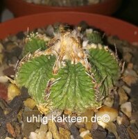 Aztekium ritteri wurzelecht! XXL CITES, not outside EU