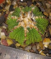 Aztekium ritteri wurzelecht! XXL CITES, not outside EU