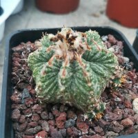 Aztekium ritteri wurzelecht! XXL CITES, not outside EU