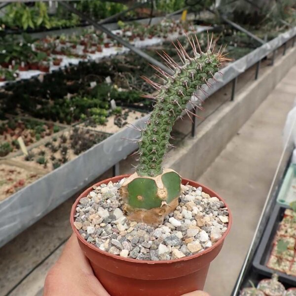 Euphorbia inaequispina gepfr.