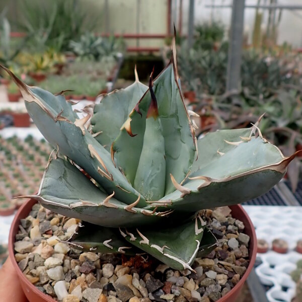 Agave titanota  cv. White Ice