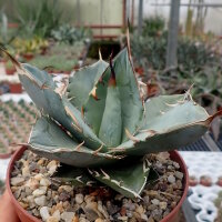 Agave titanota  cv. White Ice