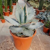 Agave titanota  cv. White Ice