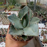 Agave titanota  cv. White Ice