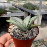 Agave titanota  cv. White Ice