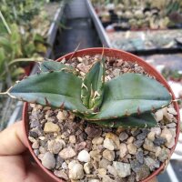 Agave titanota  cv. White Ice