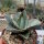 Agave titanota  cv. White Ice