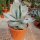 Agave titanota  cv. White Ice