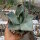 Agave titanota  cv. White Ice