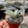 Agave titanota  cv. White Ice