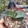 Agave titanota  cv. White Ice