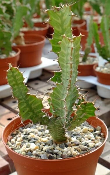Euphorbia x pseudocactus