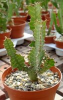 Euphorbia x pseudocactus