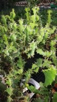 Euphorbia x pseudocactus