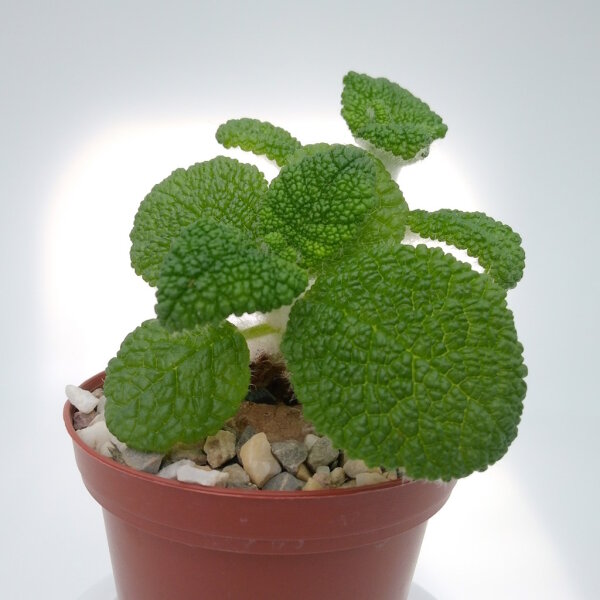 Sinningia bullata