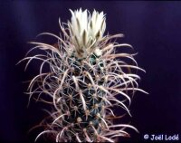 Sclerocactus papyracanthus gepfr. CITES, not outside EU